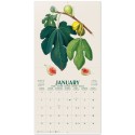 BOTANY FRUITS 2027 30X30 CALENDAR