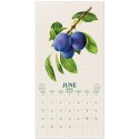 CALENDAR 2027 30X30 BOTANY FRUITS US