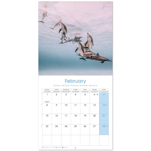 CALENDRIER 2027 30X30 DAUPHINS